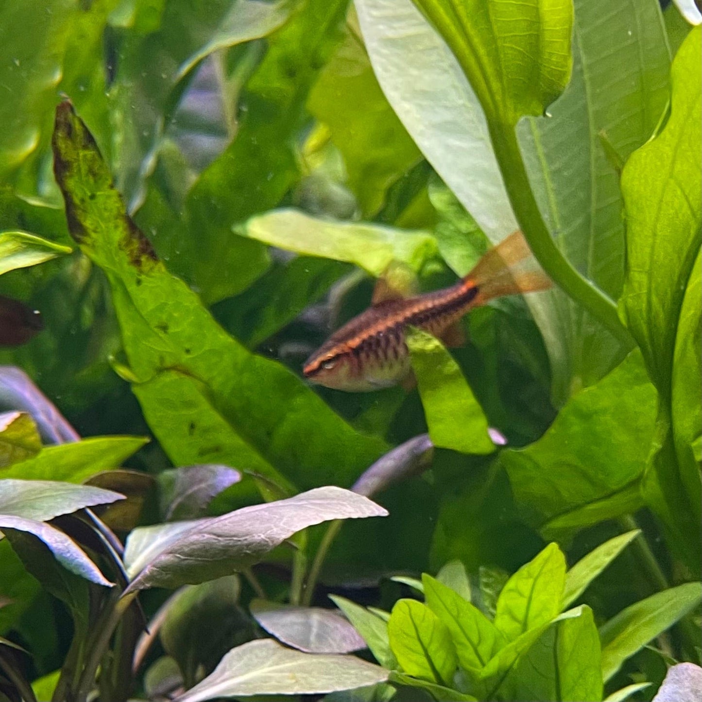 the-fish-farm Barb Long Fin Cherry Barb 2-3cm Buy Cherry Barb from The Fish Farm Australia
