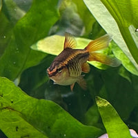 the-fish-farm Barb Long Fin Cherry Barb 2-3cm Buy Cherry Barb from The Fish Farm Australia