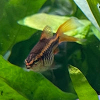 the-fish-farm Barb Long Fin Cherry Barb 2-3cm Buy Cherry Barb from The Fish Farm Australia