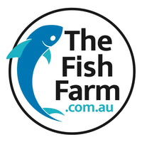 the-fish-farm Barb Longfin Albino Tiger Barb 2-3cm Buy Longfin Albino Tiger Barbs from The Fish Farm Australia