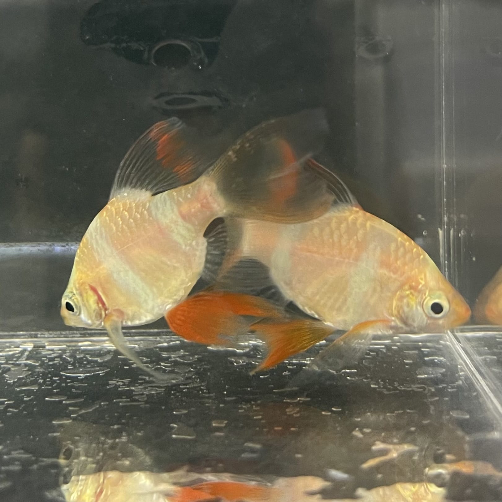 the-fish-farm Barb Longfin Albino Tiger Barb 2-3cm Buy Longfin Albino Tiger Barbs from The Fish Farm Australia