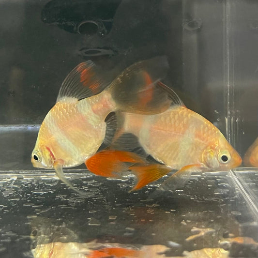 the-fish-farm Barb Longfin Albino Tiger Barb 2-3cm Buy Longfin Albino Tiger Barbs from The Fish Farm Australia