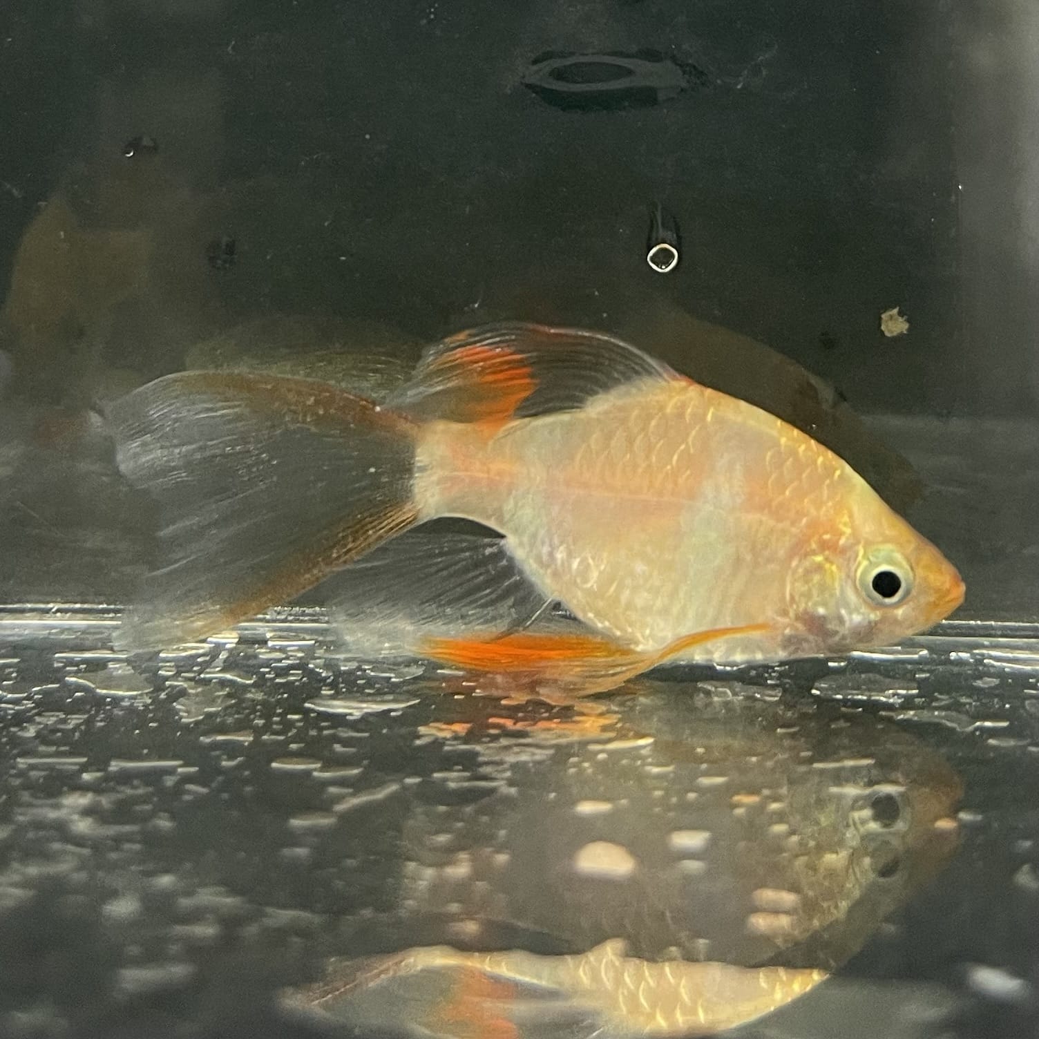 the-fish-farm Barb Longfin Albino Tiger Barb 2-3cm Buy Longfin Albino Tiger Barbs from The Fish Farm Australia