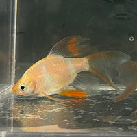 the-fish-farm Barb Longfin Albino Tiger Barb 2-3cm Buy Longfin Albino Tiger Barbs from The Fish Farm Australia