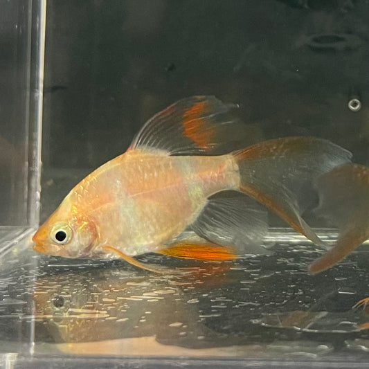 the-fish-farm Barb Longfin Albino Tiger Barb 2-3cm Buy Longfin Albino Tiger Barbs from The Fish Farm Australia