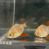 the-fish-farm Barb Longfin Albino Tiger Barb 2-3cm Buy Longfin Albino Tiger Barbs from The Fish Farm Australia