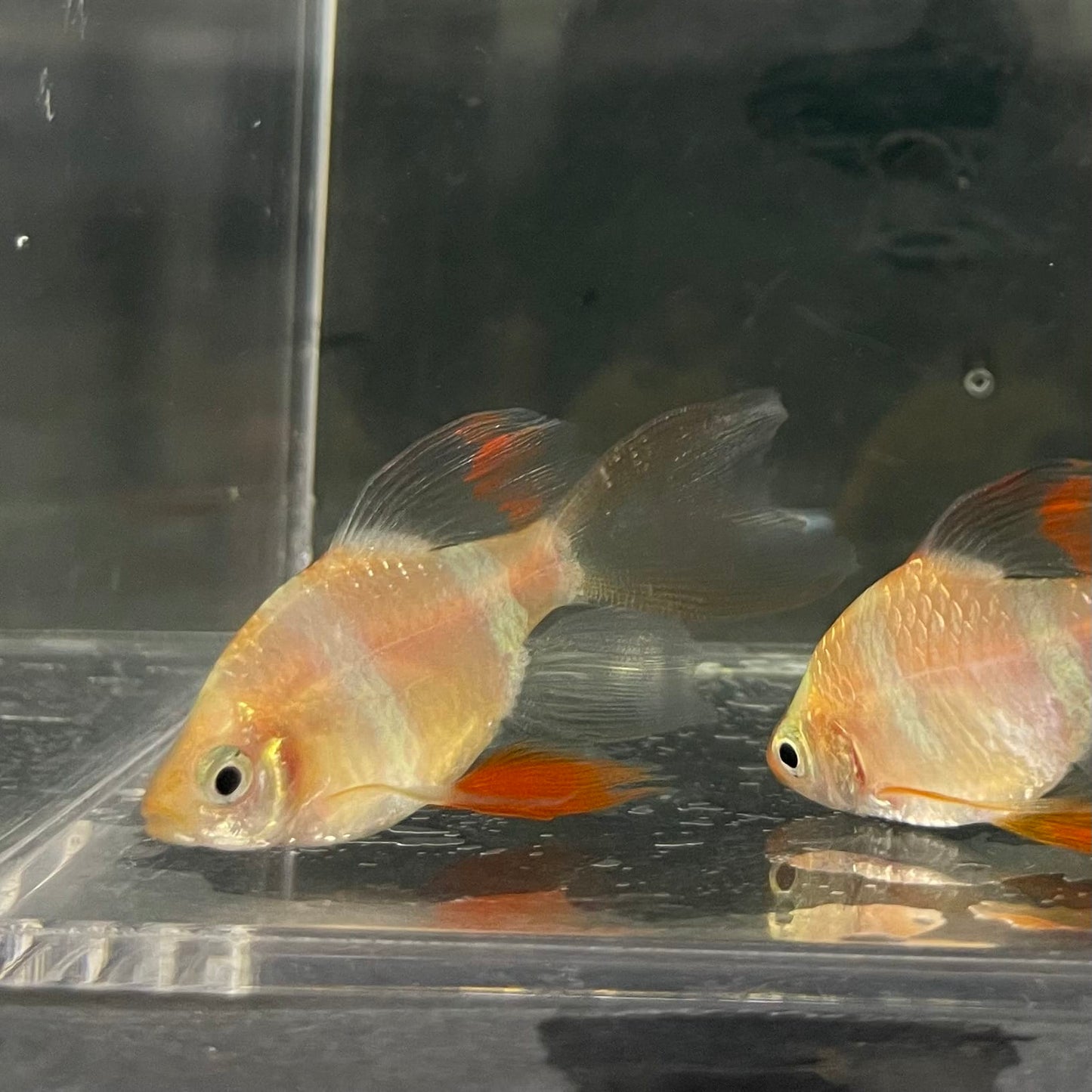 the-fish-farm Barb Longfin Albino Tiger Barb 2-3cm Buy Longfin Albino Tiger Barbs from The Fish Farm Australia