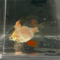 the-fish-farm Barb Longfin Albino Tiger Barb 2-3cm Buy Longfin Albino Tiger Barbs from The Fish Farm Australia