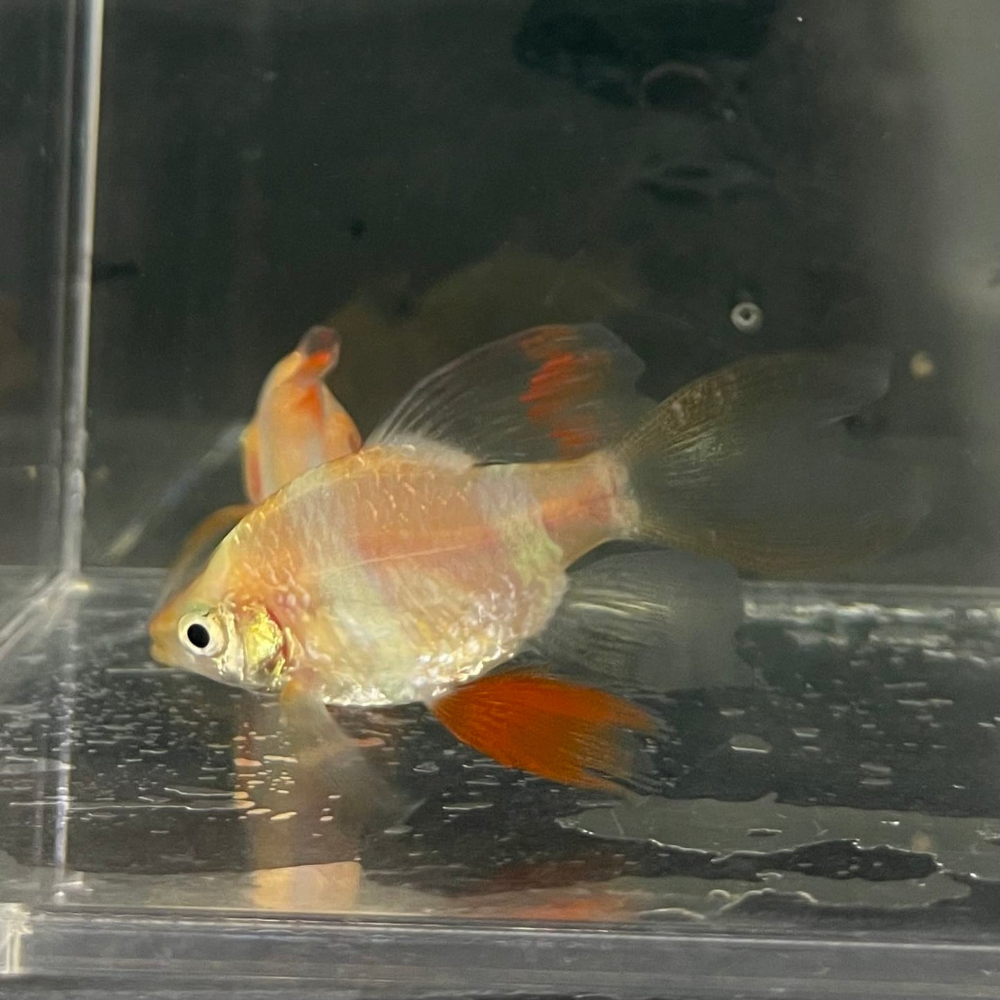 the-fish-farm Barb Longfin Albino Tiger Barb 2-3cm Buy Longfin Albino Tiger Barbs from The Fish Farm Australia