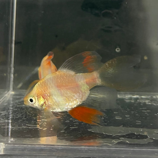 the-fish-farm Barb Longfin Albino Tiger Barb 2-3cm Buy Longfin Albino Tiger Barbs from The Fish Farm Australia