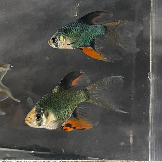 the-fish-farm Barb Longfin Moss Green Tiger Barb 2-3cm Longfin Moss Green Tiger Barb - The Fish Farm