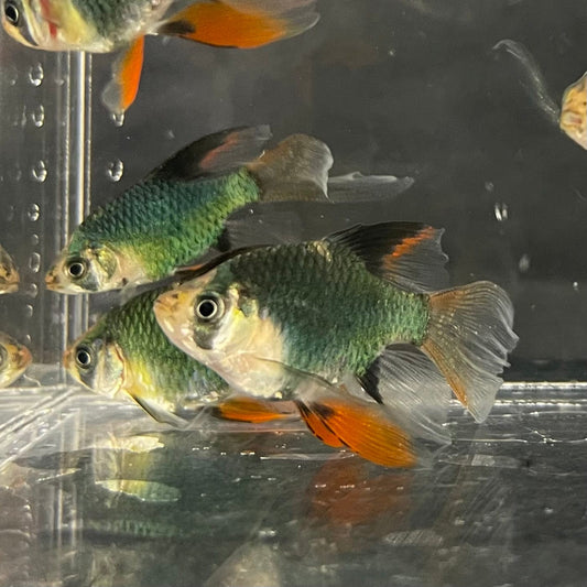 the-fish-farm Barb Longfin Moss Green Tiger Barb 2-3cm Longfin Moss Green Tiger Barb - The Fish Farm