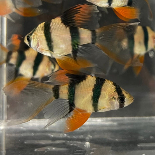 the-fish-farm Barb Longfin Tiger Barbs 2.5-4cm Buy Longfin Tiger Barbs from The Fish Farm Australia
