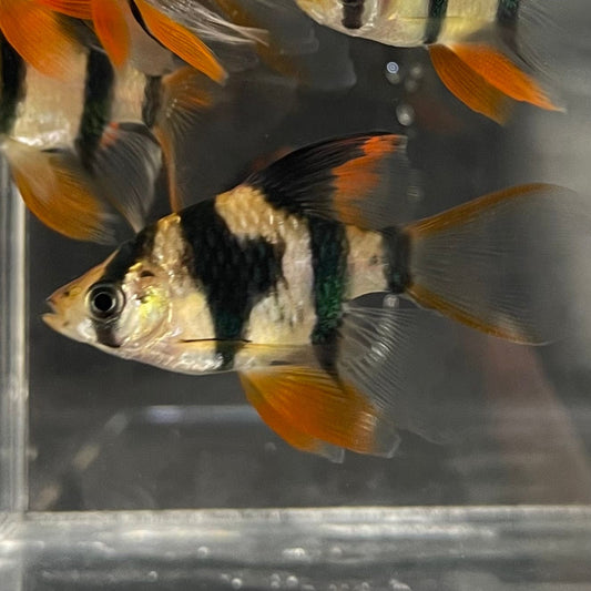 the-fish-farm Barb Longfin Tiger Barbs 2.5-4cm Buy Longfin Tiger Barbs from The Fish Farm Australia