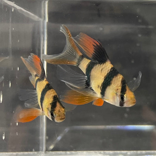 the-fish-farm Barb Longfin Tiger Barbs 2.5-4cm Buy Longfin Tiger Barbs from The Fish Farm Australia