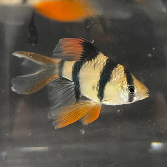 the-fish-farm Barb Longfin Tiger Barbs 2.5-4cm Buy Longfin Tiger Barbs from The Fish Farm Australia