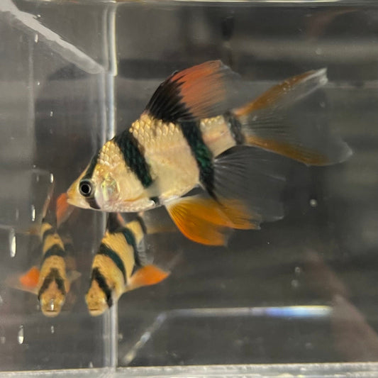 the-fish-farm Barb Longfin Tiger Barbs 2.5-4cm Buy Longfin Tiger Barbs from The Fish Farm Australia