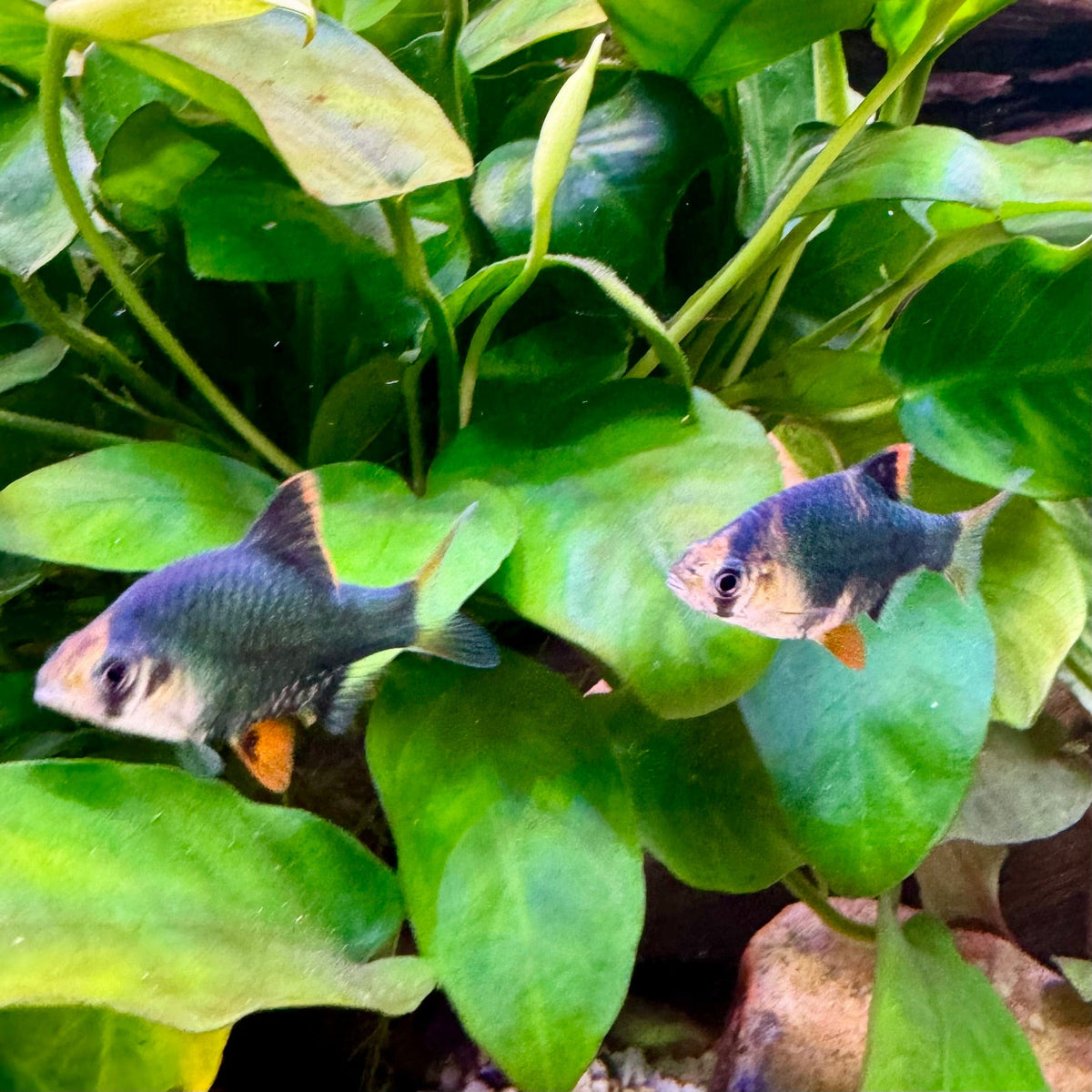 Gfreen Fish Moss Green Tiger Barb - The Fish Farm
