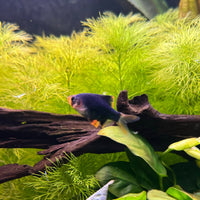 the-fish-farm Barb Moss Green Tiger Barb Moss Green Tiger Barb - The Fish Farm