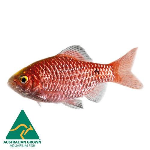 the-fish-farm Barb Rosy Barbs Rosy Barbs - The Fish Farm