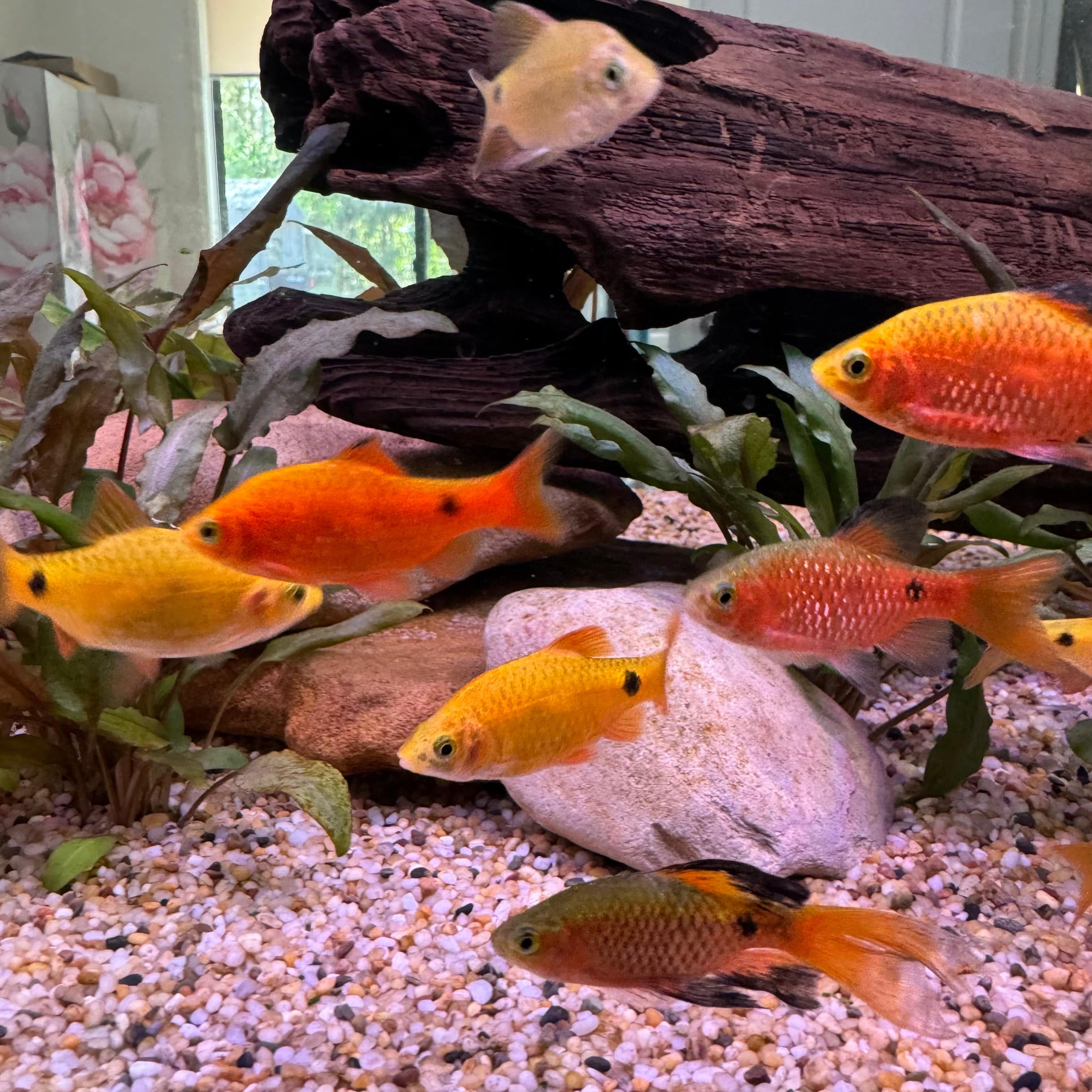 Barb Freshwater Aquarium Fish - The Fish Farm