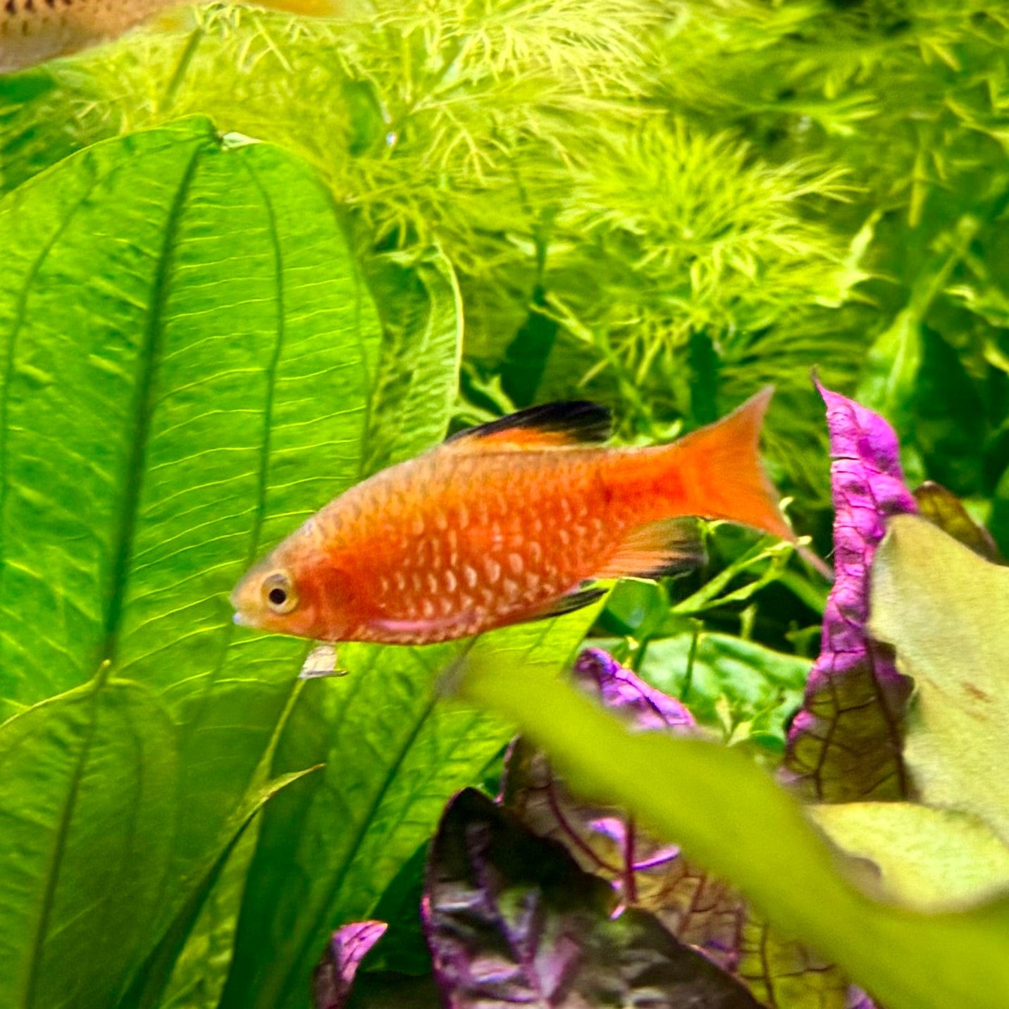 the-fish-farm Barb Rosy Barbs Rosy Barbs - The Fish Farm