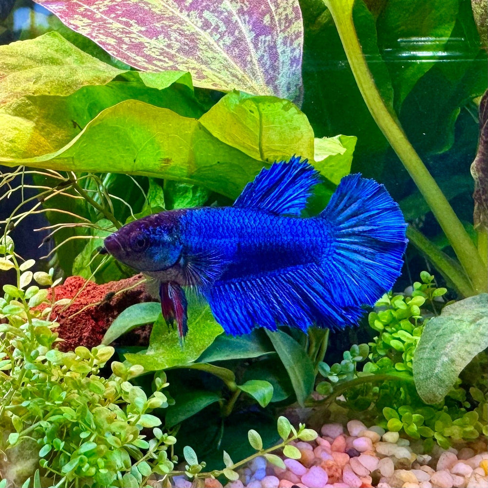 Assorted Coloured Female Bettas (Fighter Fish) - The Fish Farm