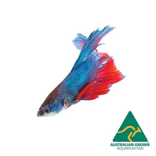 the-fish-farm Betta Betta - Male Assorted Colour Male Betta Assorted Colours - The Fish Farm