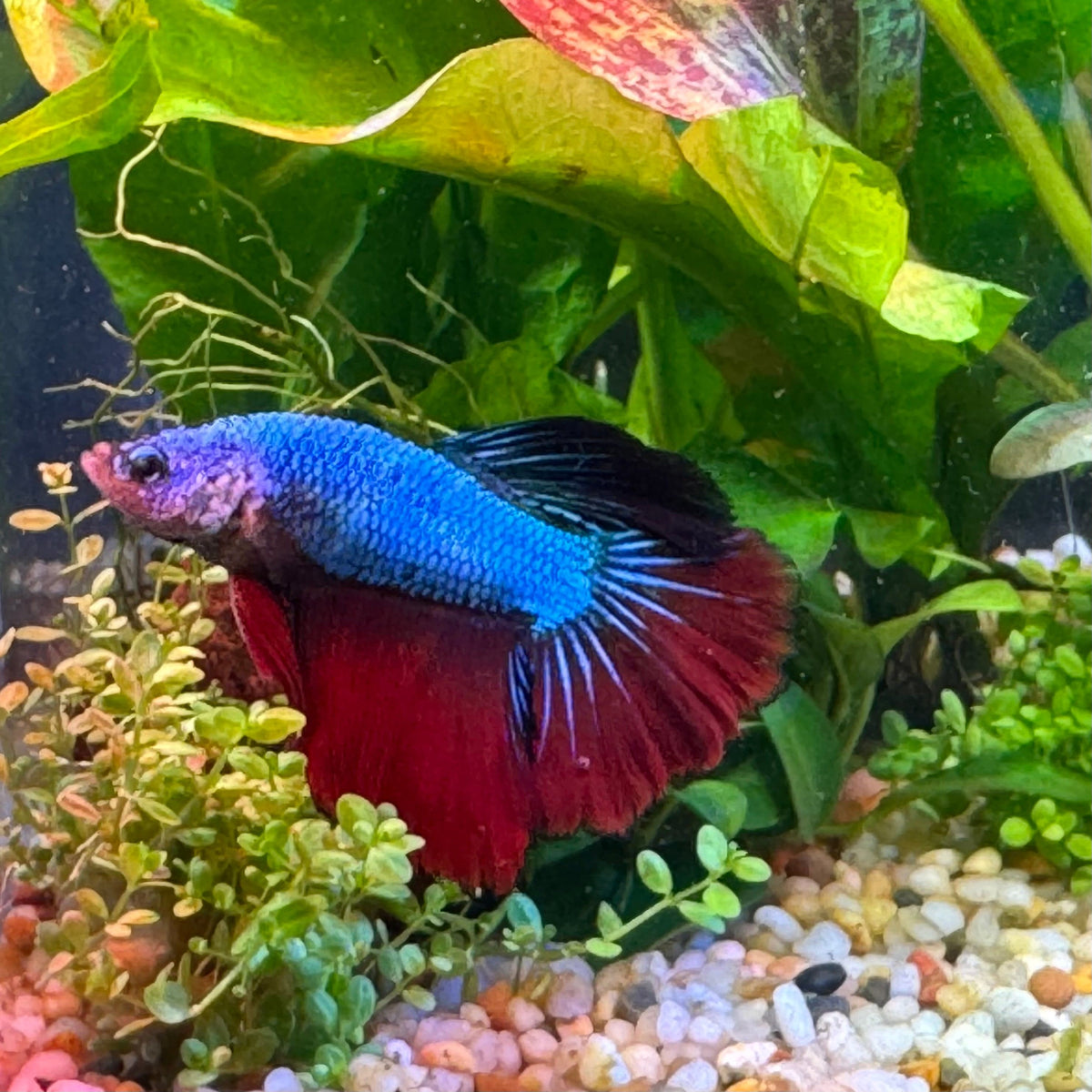 Freedom Fighter Fish Male Betta Assorted Colours - The Fish Farm