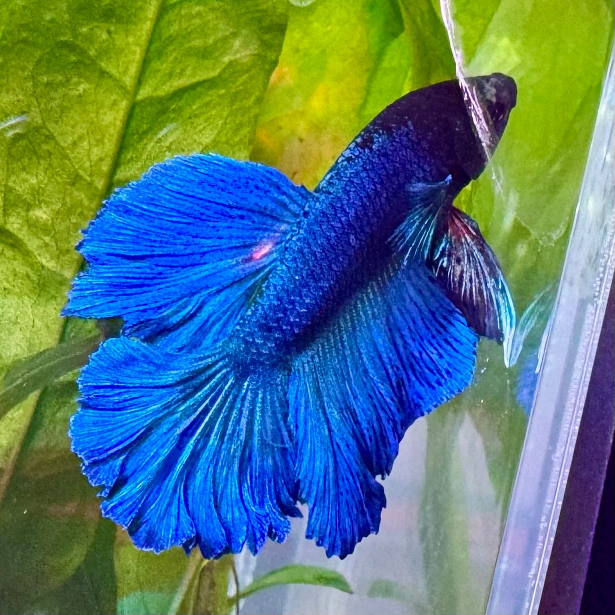 Betta fish farm near me best sale