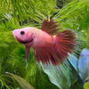 the-fish-farm Betta Crowntail Betta - Female Assorted Colours 4-5cm Female Crowntail Betta fighting fish 5cm - The Fish Farm