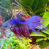 the-fish-farm Betta Crowntail Betta - Male Assorted Colour Assorted Colour Male Crowntail Betta (Fighter Fish) - The Fish Farm