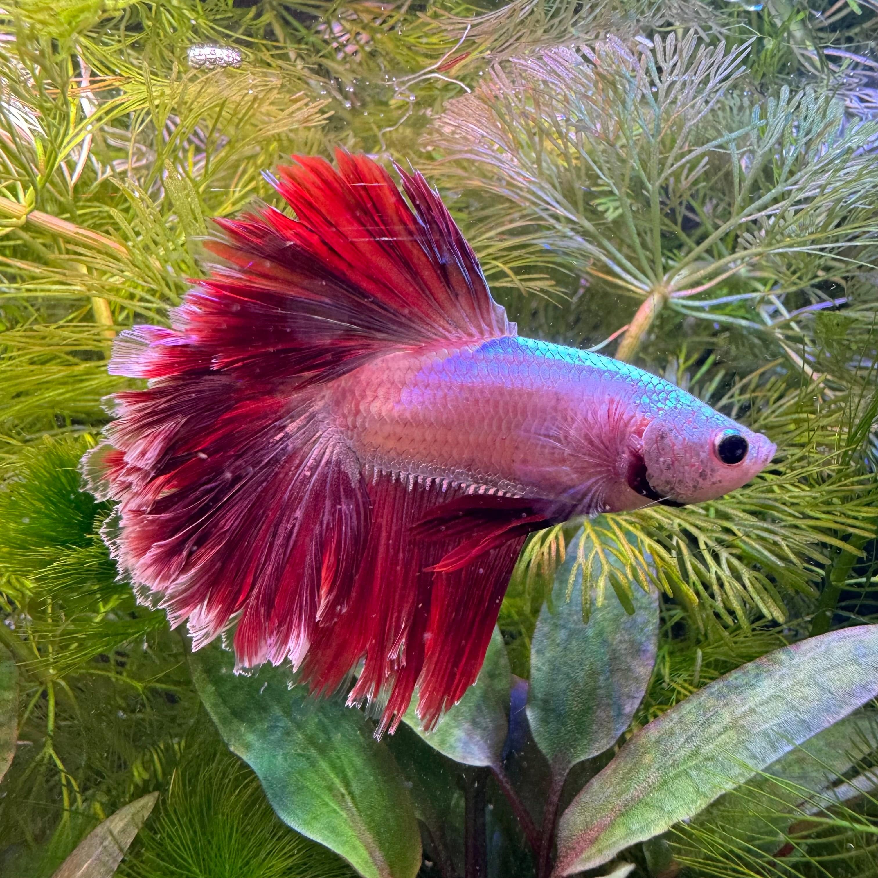 the-fish-farm Betta Dragon Veil Tail Betta - Male Assorted Colour 5-6cm Dragon Veil Tail Betta - The Fish Farm - Australia