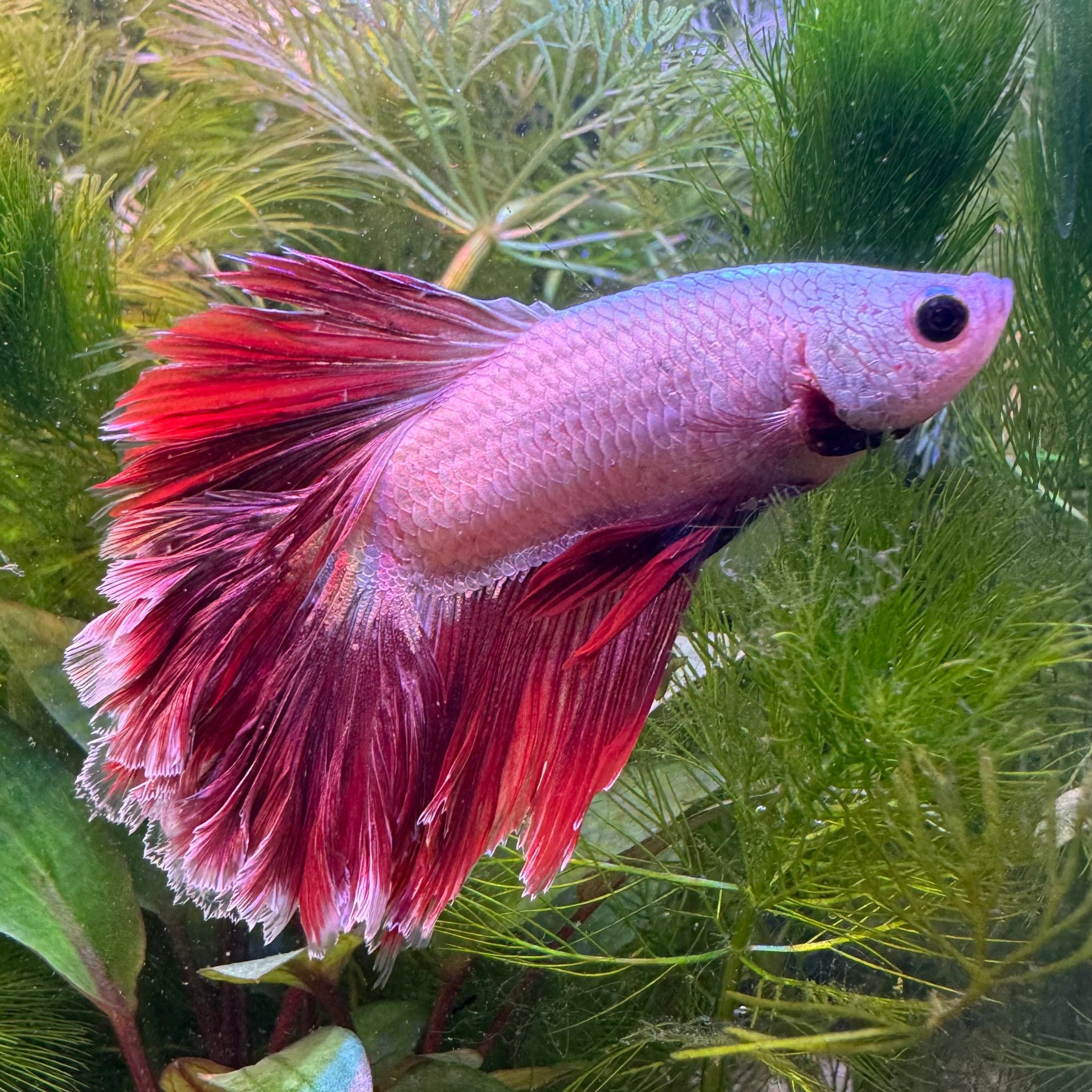 the-fish-farm Betta Dragon Veil Tail Betta - Male Assorted Colour 5-6cm Dragon Veil Tail Betta - The Fish Farm - Australia