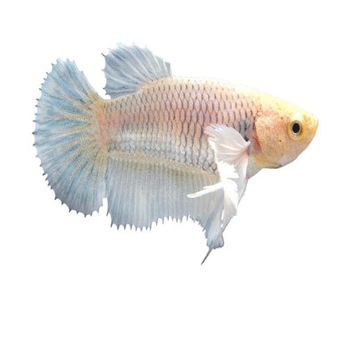 the-fish-farm Betta Dumbo Halfmoon Betta - Female Assorted Colours 5cm Female Dumbo Halfmoon Betta 5cm- The Fish Farm