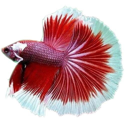 the-fish-farm Betta Dumbo Halfmoon Betta - Male Assorted Colour 6cm Dumbo Halfmoon Betta 6cm- The Fish Farm