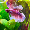 the-fish-farm Betta Dumbo Halfmoon Betta - Male Assorted Colour 6cm Dumbo Halfmoon Betta 6cm- The Fish Farm