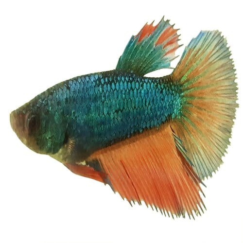 the-fish-farm Betta Halfmoon Betta - Female Assorted Colours 5cm Female Halfmoon Betta 5cm - The Fish Farm