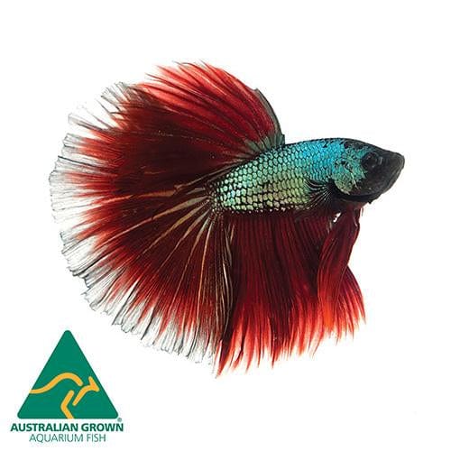 the-fish-farm Betta Halfmoon Betta - Male Assorted 6cm Assorted Half Moon Male Betta 6cm - The Fish Farm