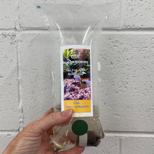 the-fish-farm Blackworms Blackworms Live Fish Food 10ml Pack Buy Live Blackworms for Fish Food from The Fish Farm Australia