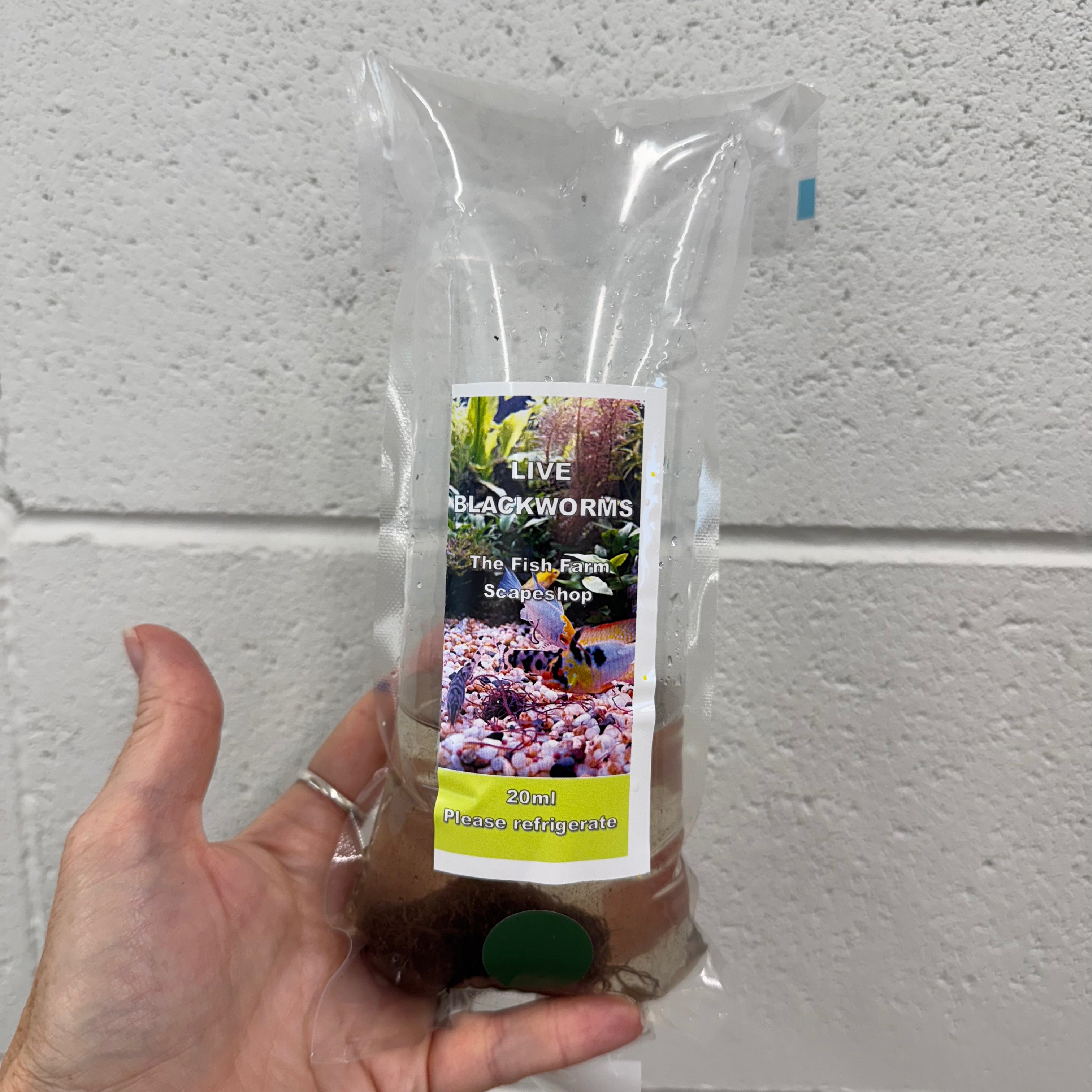 the-fish-farm Blackworms Blackworms Live Fish Food 20ml Pack Buy Live Blackworms for Fish Food from The Fish Farm Australia