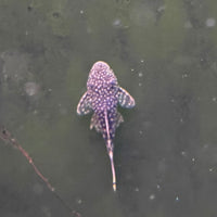 the-fish-farm Catfish Bristlenose Catfish Bristlenose Catfish  - The Fish Farm