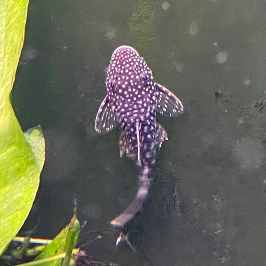 the-fish-farm Catfish Bristlenose Catfish Bristlenose Catfish  - The Fish Farm