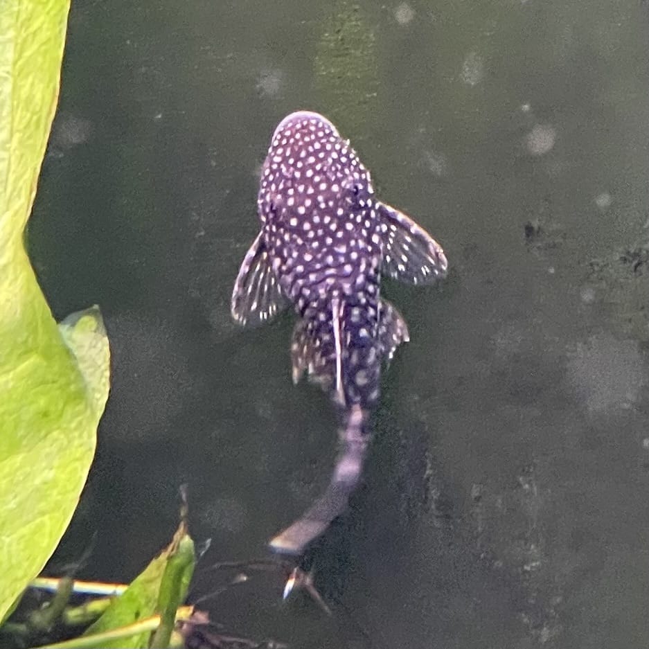 the-fish-farm Catfish Bristlenose Catfish Bristlenose Catfish  - The Fish Farm