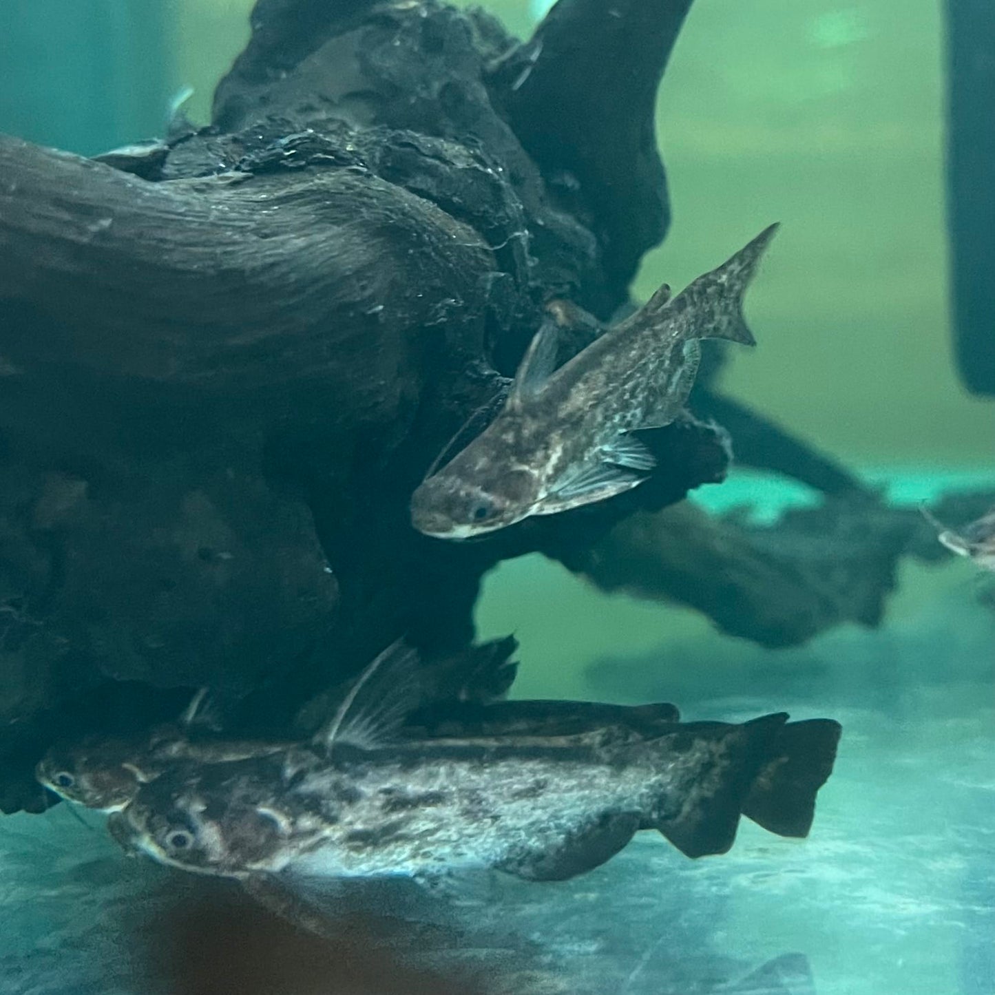 the-fish-farm Catfish Colombian Wood Catfish Buy Colombian Wood Catfish for your Aquarium in Australia 