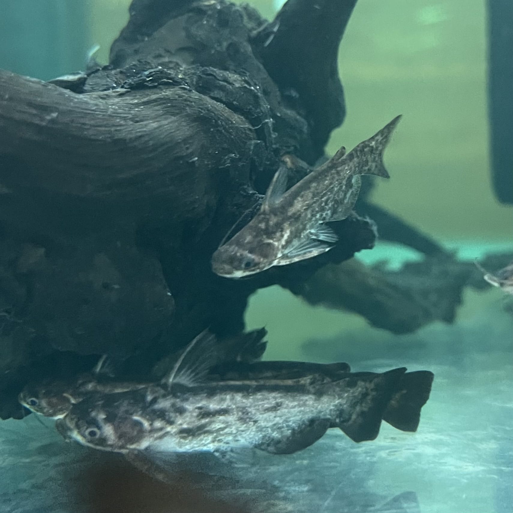 the-fish-farm Catfish Colombian Wood Catfish Buy Colombian Wood Catfish for your Aquarium in Australia 