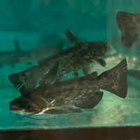 the-fish-farm Catfish Colombian Wood Catfish Buy Colombian Wood Catfish for your Aquarium in Australia 