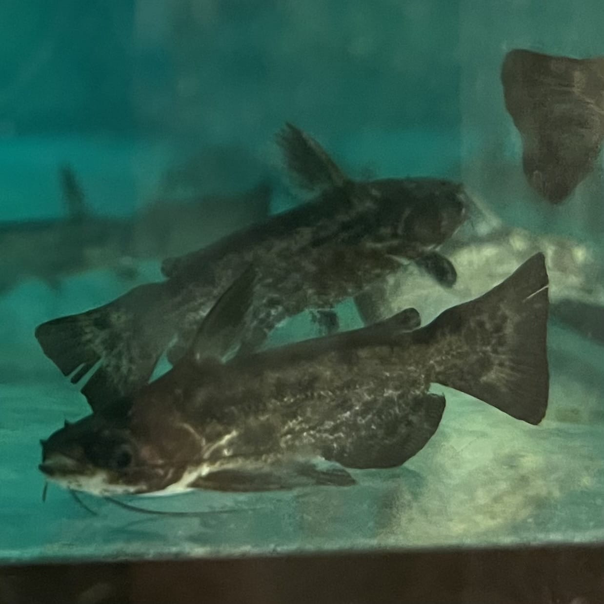 the-fish-farm Catfish Colombian Wood Catfish Buy Colombian Wood Catfish for your Aquarium in Australia 