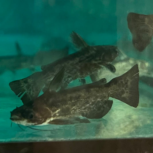 the-fish-farm Catfish Colombian Wood Catfish Buy Colombian Wood Catfish for your Aquarium in Australia 
