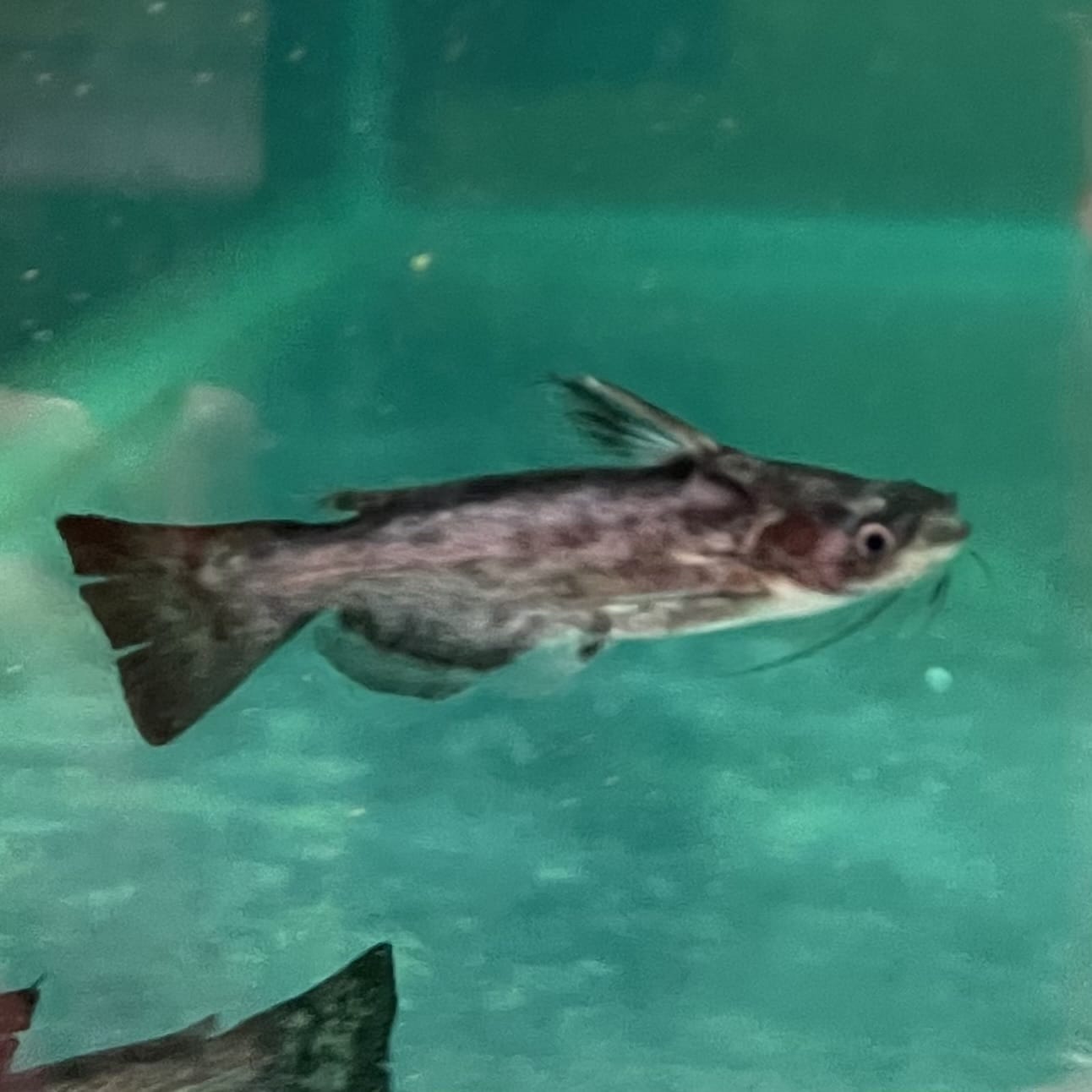 the-fish-farm Catfish Colombian Wood Catfish Buy Colombian Wood Catfish for your Aquarium in Australia 